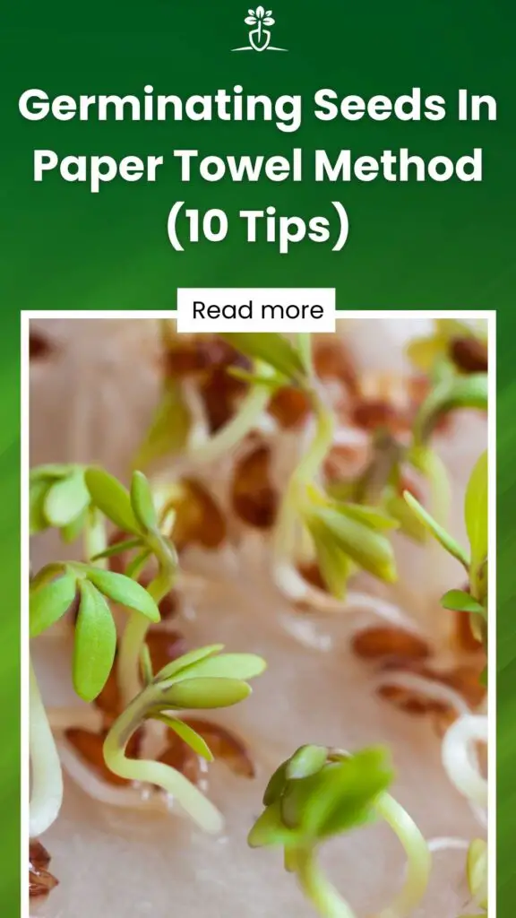 Germinating Seeds In Paper Towel Method (10 Tips)-min