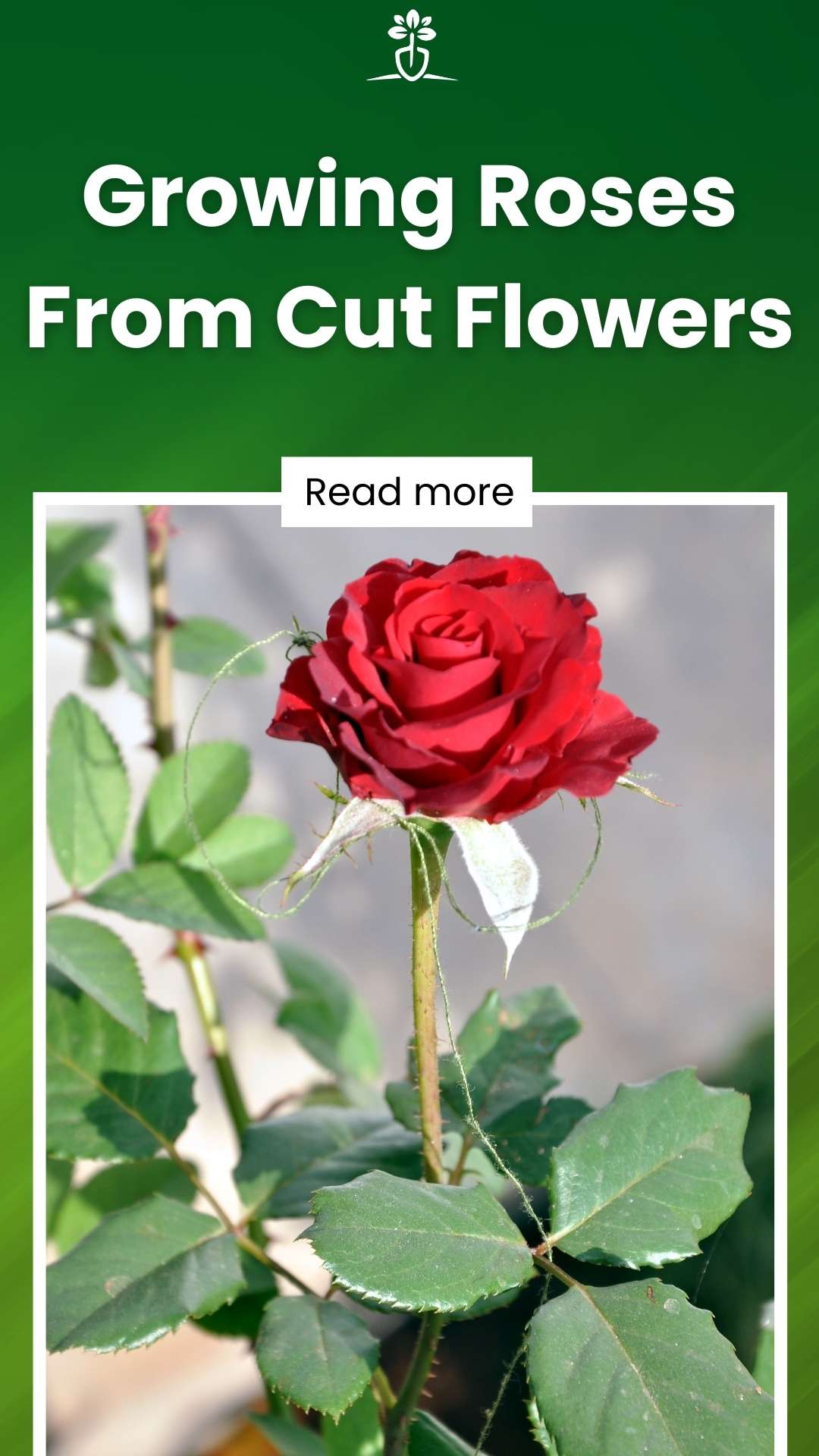 Growing Roses From Cut Flowers