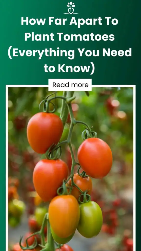 How Far Apart To Plant Tomatoes (Everything You Need to Know)-min