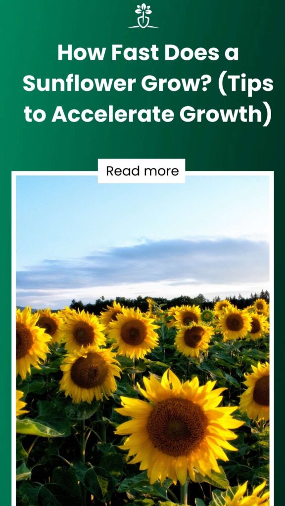 How Fast Does a Sunflower Grow (Tips to Accelerate Growth)-min