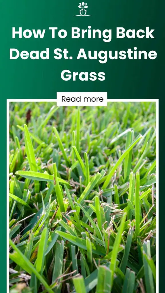 How To Bring Back Dead St. Augustine Grass-min