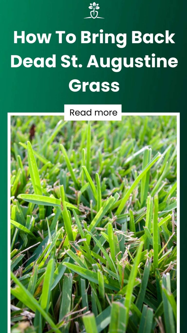 How To Bring Back Dead St Augustine Grass