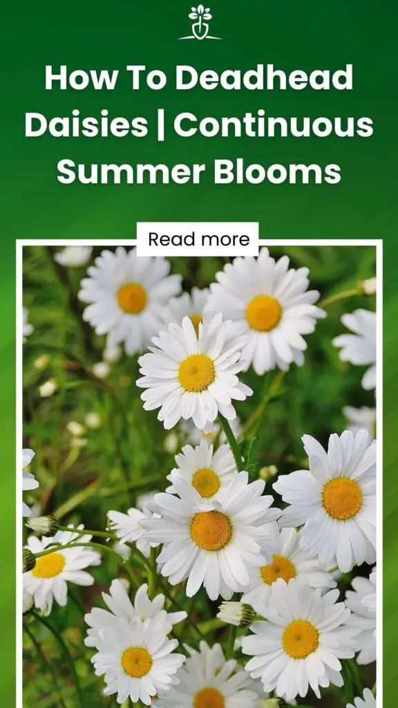 How To Deadhead Daisies Continuous Summer Blooms-min