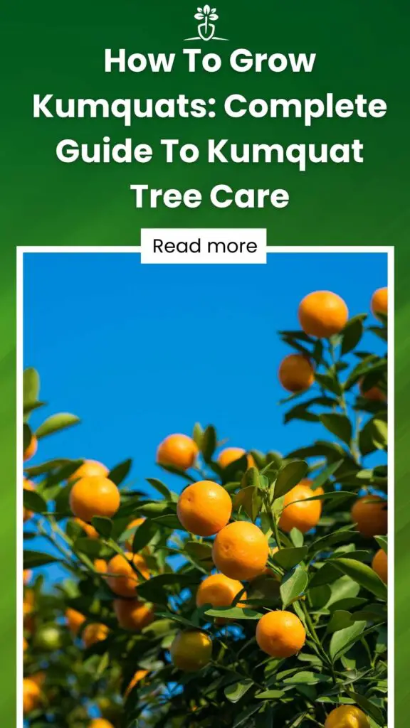 How To Grow Kumquats Complete Guide To Kumquat Tree Care-min