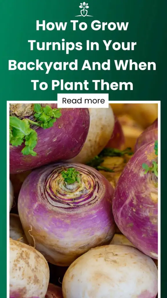 How To Grow Turnips In Your Backyard And When To Plant Them-min