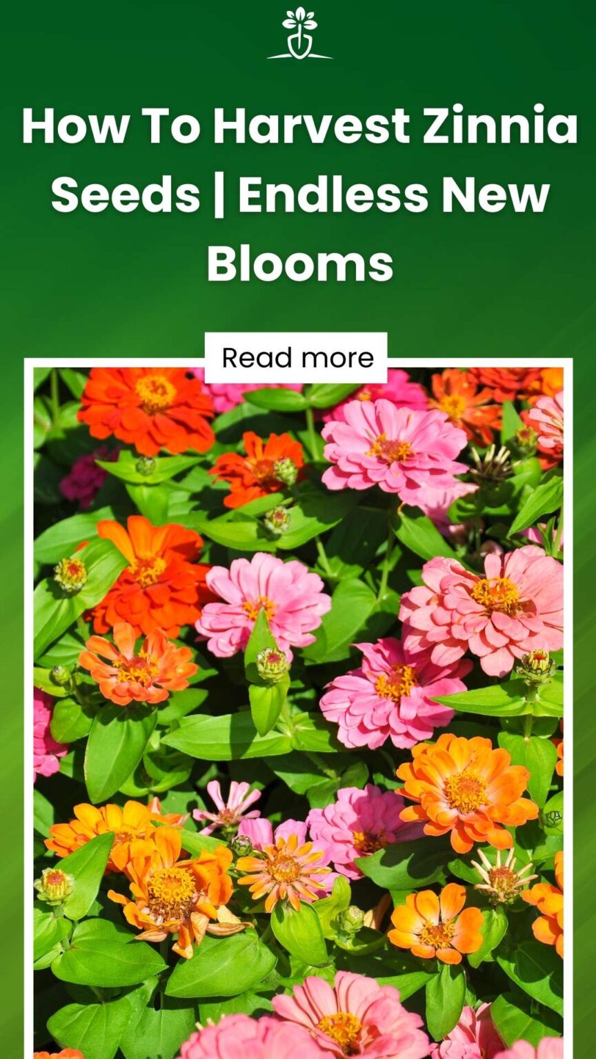 How To Harvest Zinnia Seeds Endless New Blooms