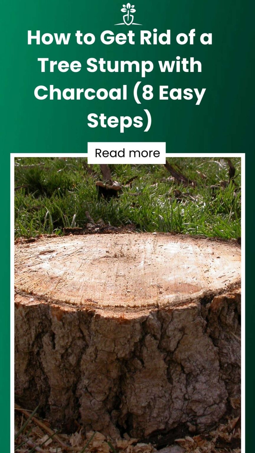 How to Get Rid of a Tree Stump with Charcoal (8 Easy Steps)