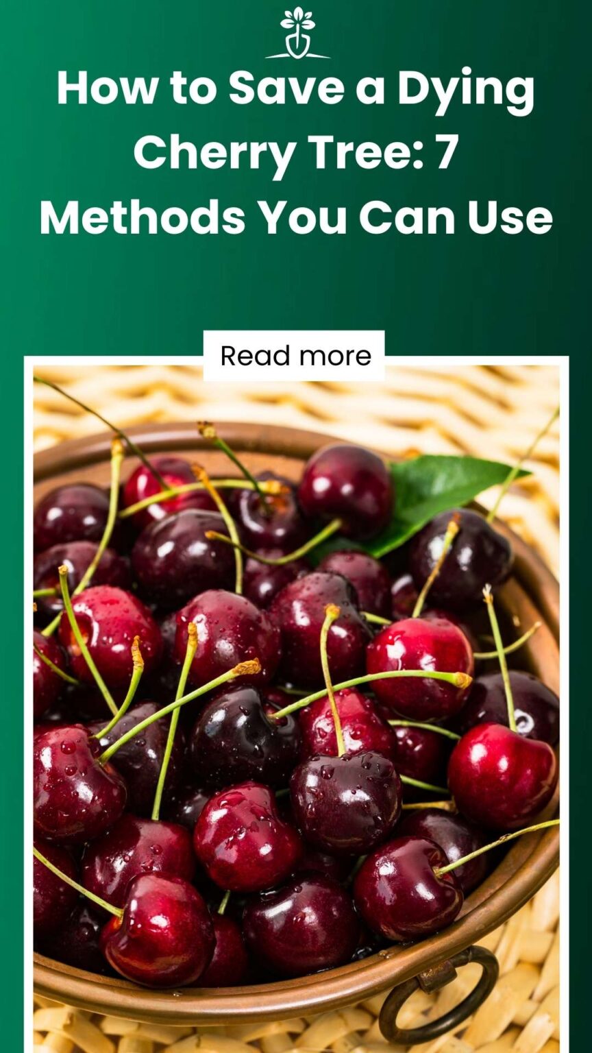 How to Save a Dying Cherry Tree (7 Great Methods You Can Use)
