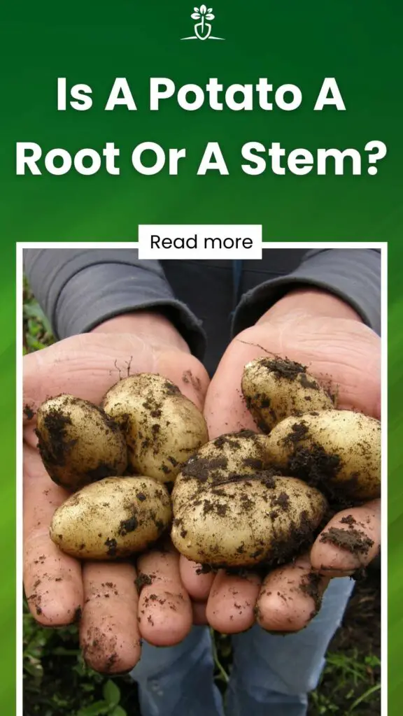 Is A Potato A Root Or A Stem-min