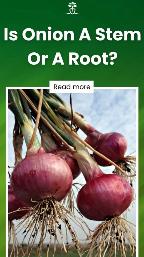 Is Onion A Stem Or A Root-min