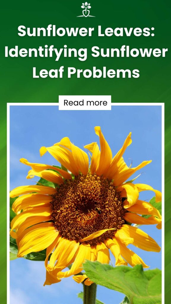 Sunflower Leaves Identifying Sunflower Leaf Problems-min