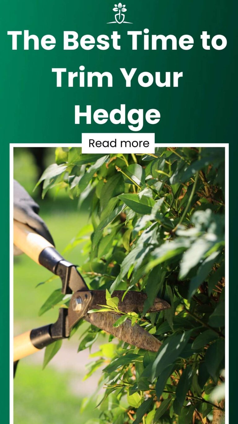 When is the Best Time to Trim Your Hedge? We've got you Covered