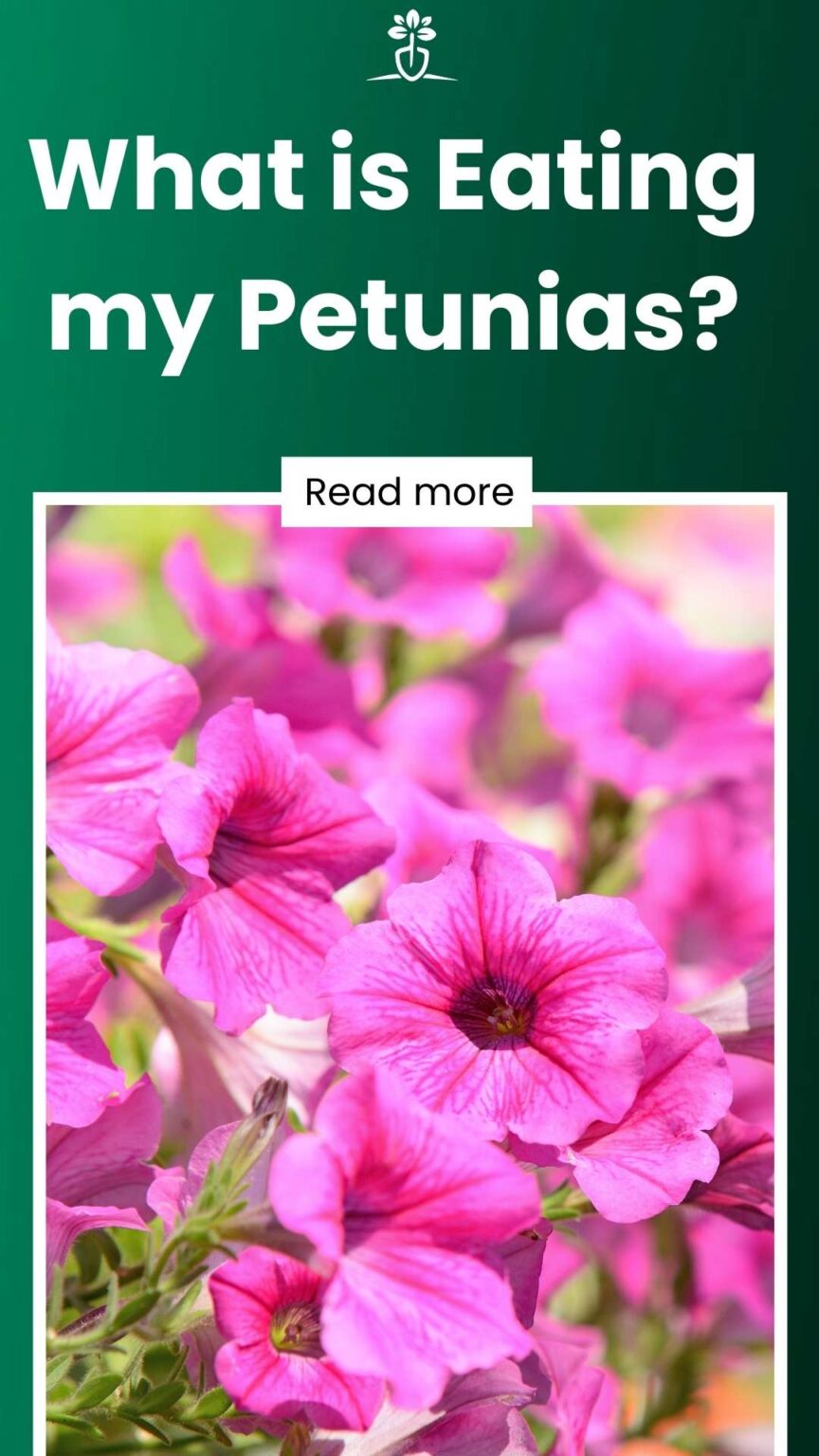 What is Eating my Petunias?