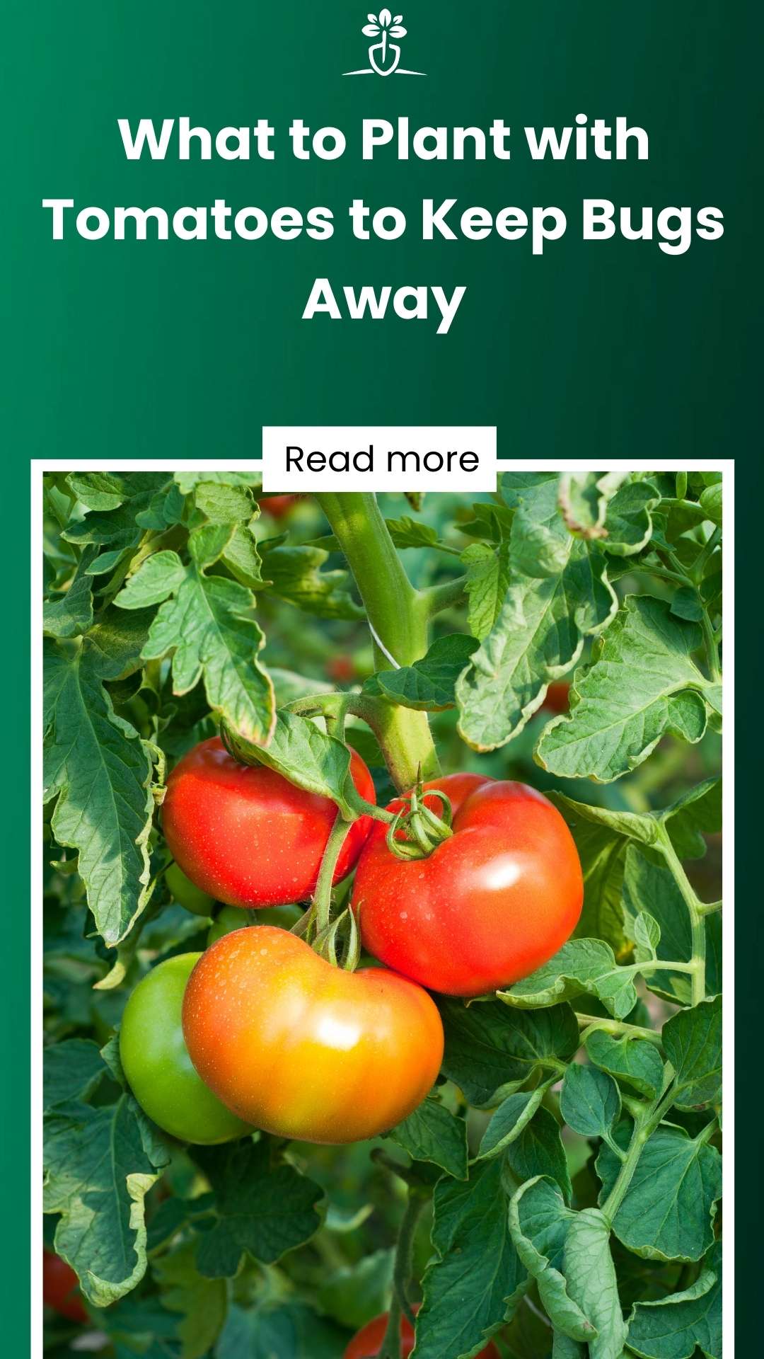 12-plants-that-will-keep-bugs-away-from-tomatoes