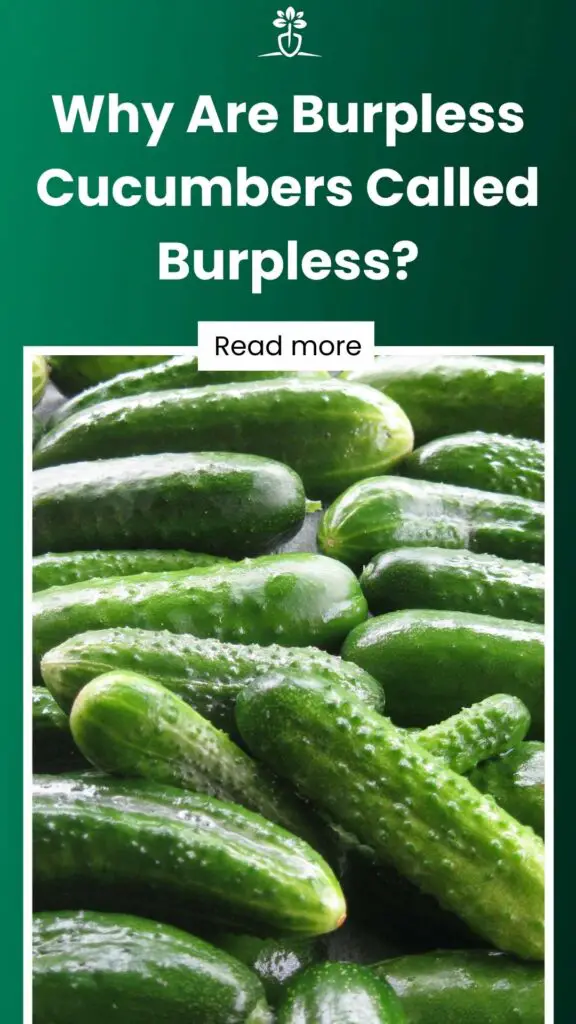 Why Are Burpless Cucumbers Called Burpless-min