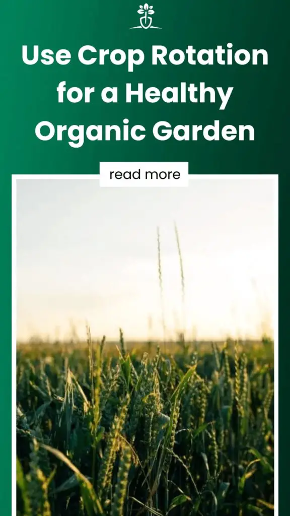 Use Crop Rotation for a Healthy Organic Garden