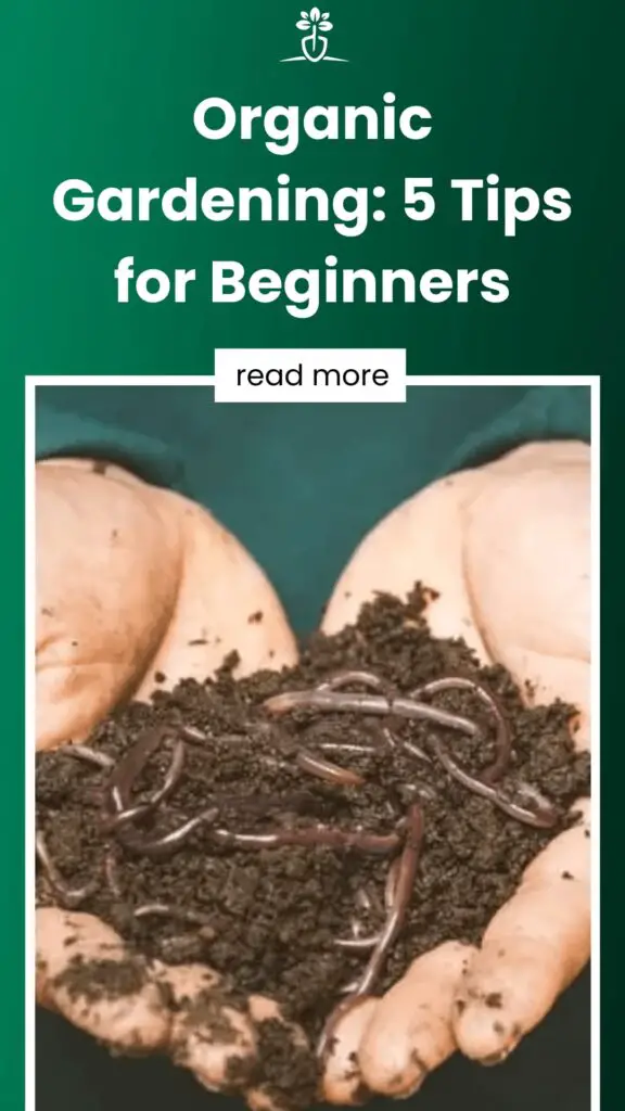 Organic Gardening: 5 Tips for Beginners