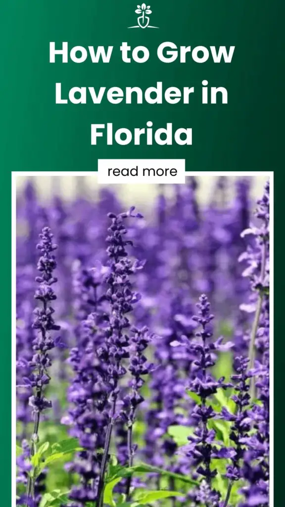 How to Grow Lavender in Florida