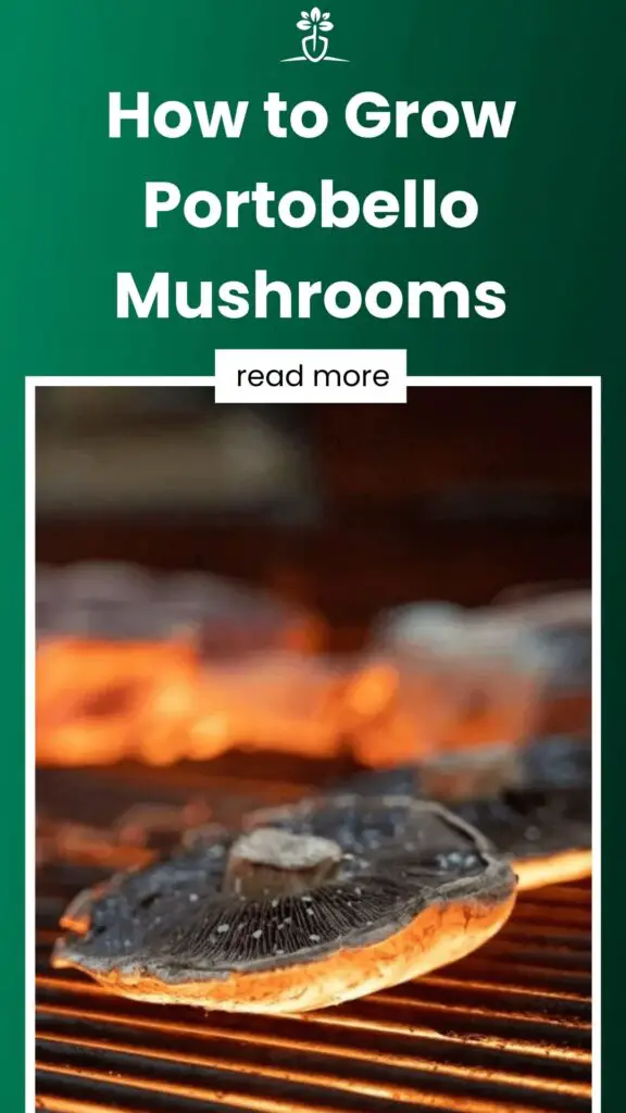 How to Grow Portobello Mushrooms